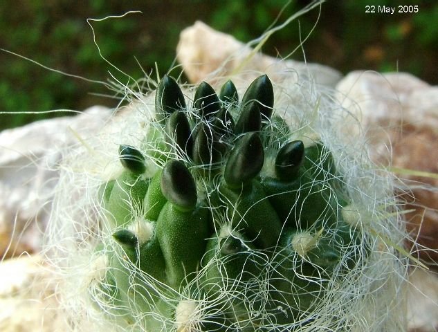 Austrocylindropuntia_ floccosa _KK393_ 07